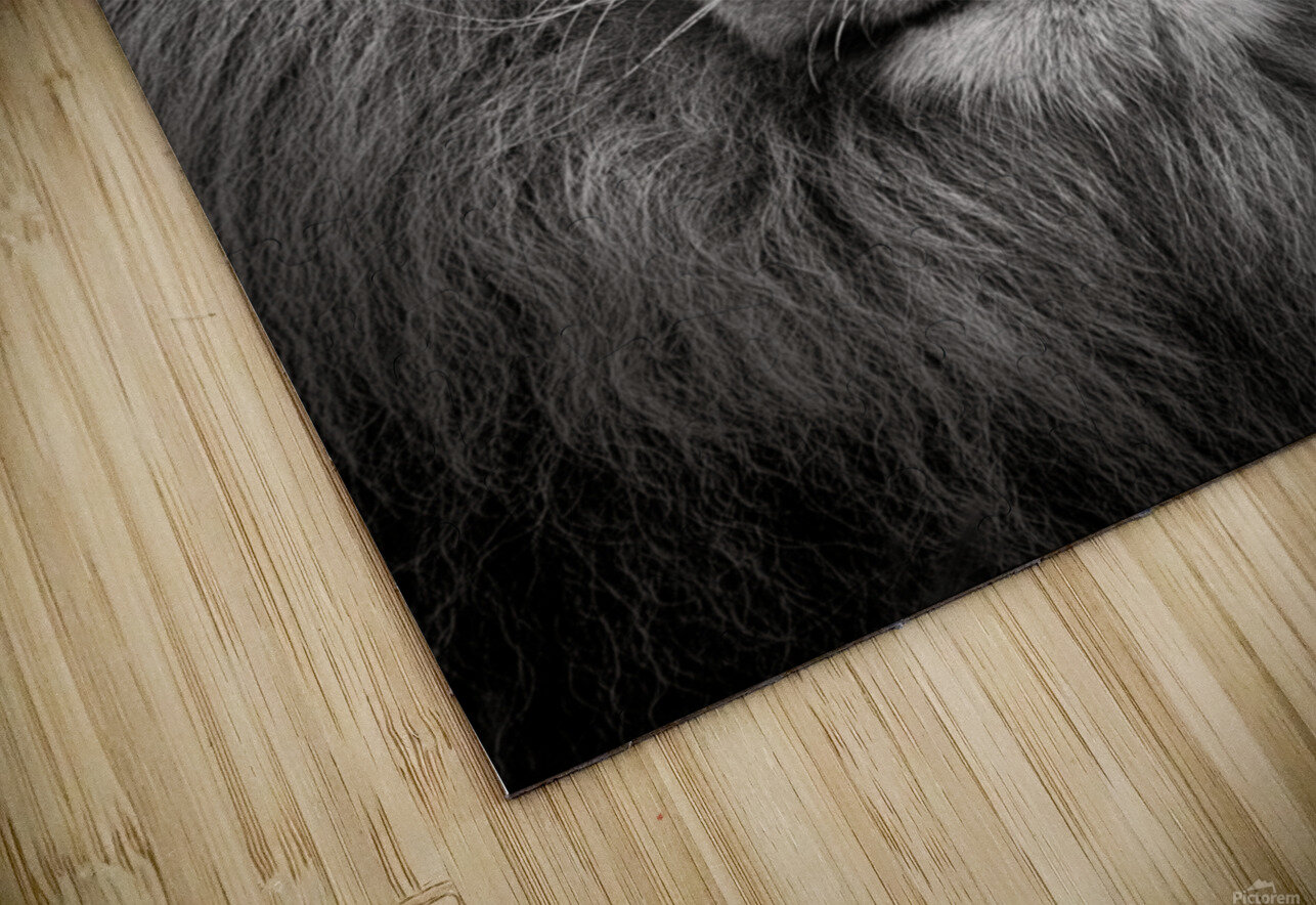 Lion Dave Bowman Puzzle