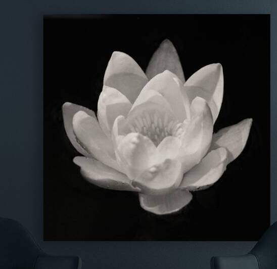 Water Lily by Dave Bowman