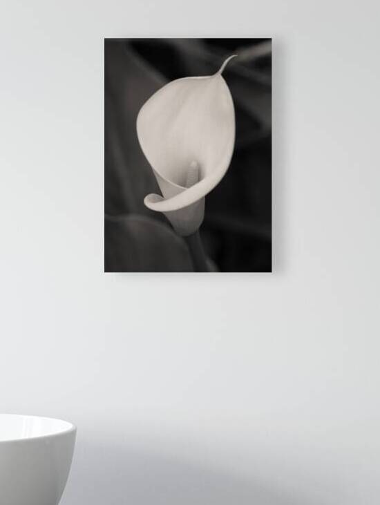 Calla Lily Bloom by Dave Bowman