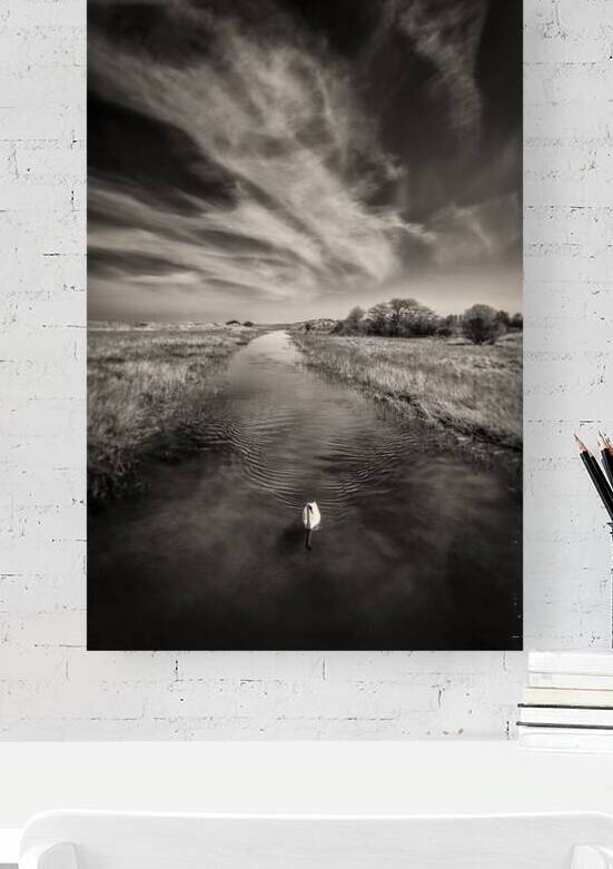 White Swan by Dave Bowman