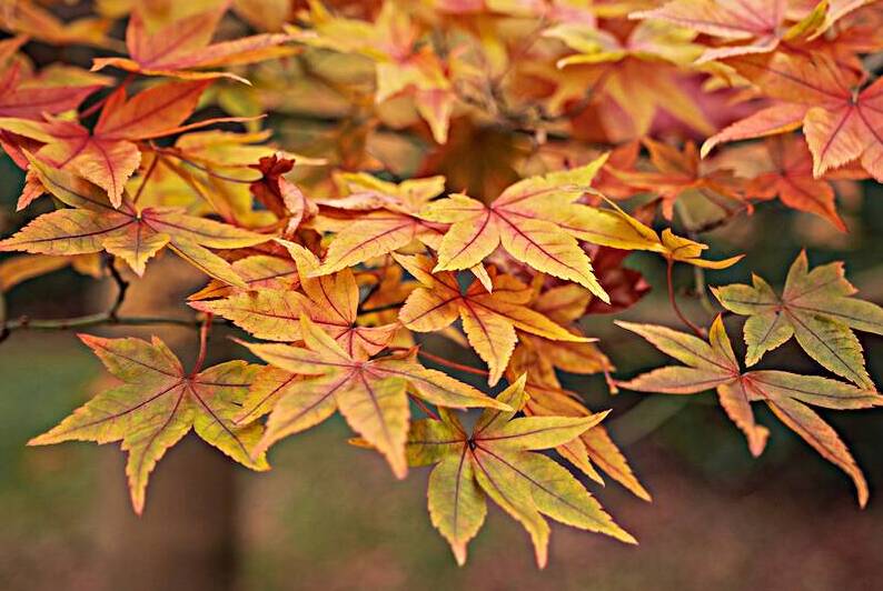 Turning Seasons by Dave Bowman