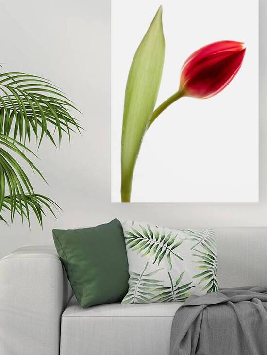 Red Tulip by Dave Bowman