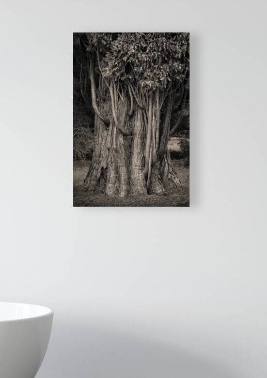 Incense Cedar by Dave Bowman