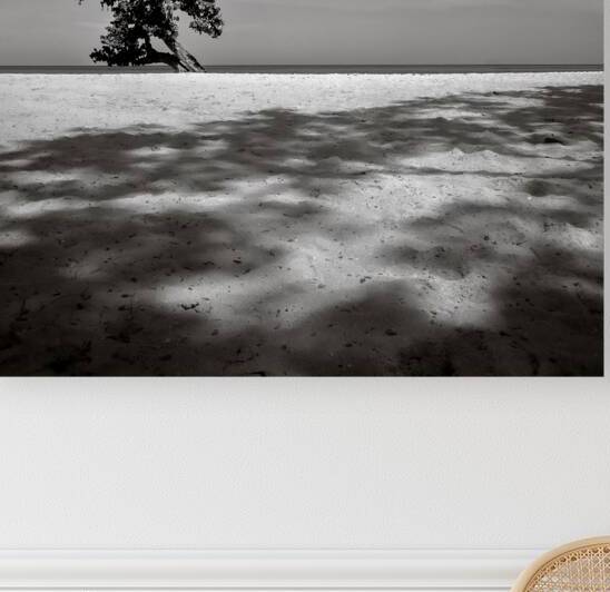 Beach Tree by Dave Bowman