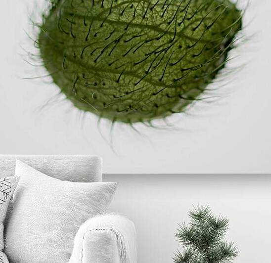 Balloon Plant by Dave Bowman