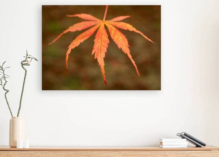 Japanese Maple Leaf by Dave Bowman