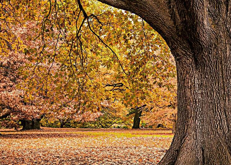 Autumn in Melbourne by Dave Bowman