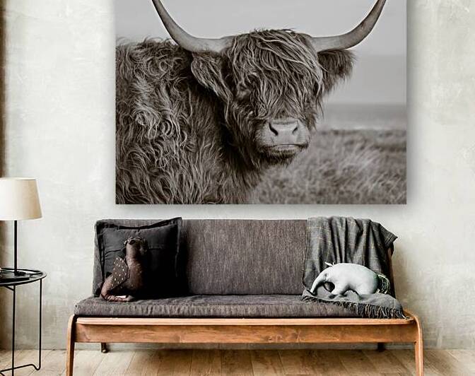 Highland Coo by Dave Bowman